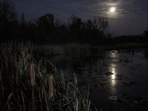 Night photograph from Rollins Savanna trail, cattails and still water in moonlight, treeline in background, ambiguous form visible near the water's edge